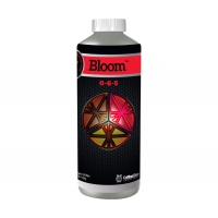 1-Qt---Bloom